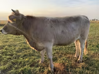 Krava, Swiss cattle — foto 4
