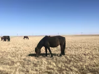 Yegua, Horse breed — foto 3