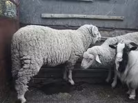 Ram, Sheep — photo 2