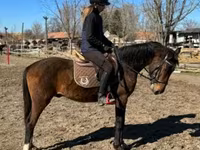 حصان, Hungarian horse breed — الصورة 4