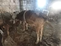 Tehén, Simmental cattle — 1. fotó