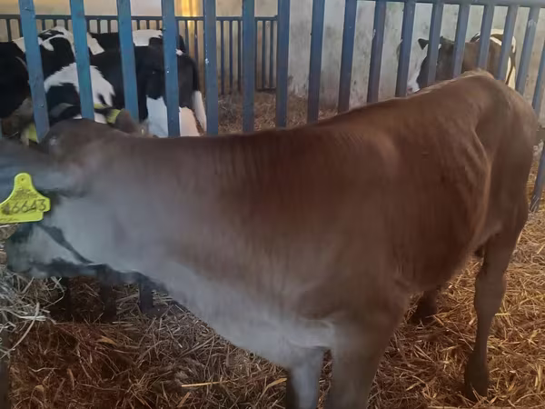 Bika, Simmental cattle