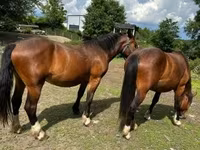 فرس, Međimurje horse — الصورة 4