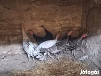 Turkeys — 2. fotó