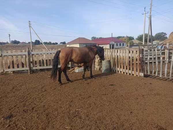 घोड़ा, Mugalzhar horse