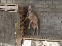 Cabras (lote, sexo no especificado), Cabras — foto 7