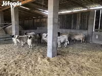 Kos, Juhok — 4. fotó