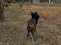 Ziegenbock, Murcia-Granada goats — Foto 2