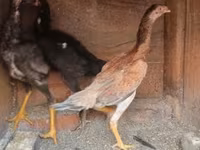 Chickens — الصورة 5