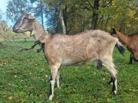 Nőstény kecske, Alpine goat — 3. fotó