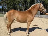 Mare, Haflinger — photo 2