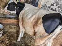 بقرة, Russian Black pied cattle — الصورة 2