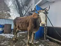 Krava, Skot — foto 1