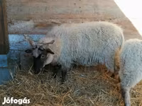 भेड़, Racka sheep — फ़ोटो 3
