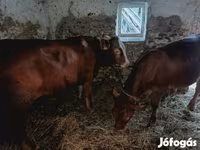 Bull, Simmental cattle — photo 1