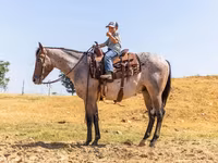 Caballo, Quarter Horse — foto 4