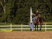 Horse (M), Racking Horse — photo 7