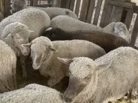 母羊, Blackheaded Persian sheep — 照片 7