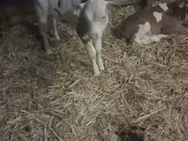 Taureau, Race grise hongroise — Hongrie