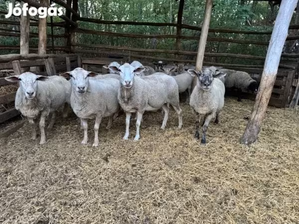 كبش, الأغنام — هنغاريا