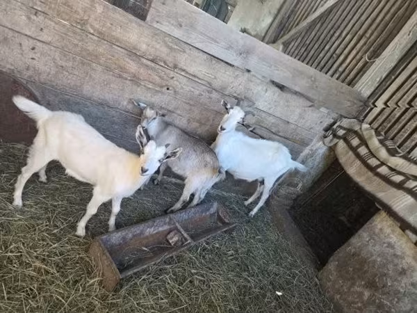 母山羊, Goats
