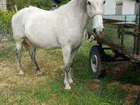 Бие, Hungarian horse breed — 3-сурет