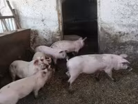 Süldőanya, Крупная белая — 1. fotó