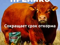 Для быстрого откорма КРС и МРС — zdjęcie 1