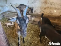 Goat, Goats — photo 2