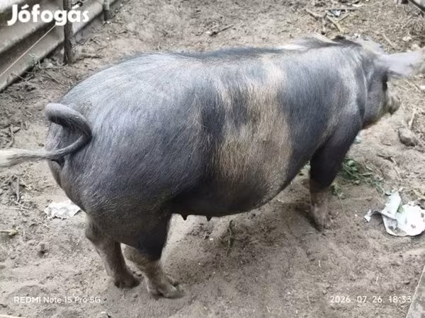 Süldőanya, Дюрок