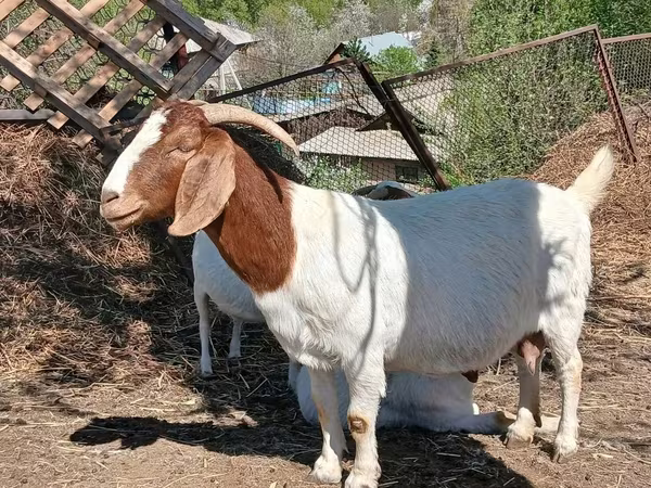 Bak, Boer goat