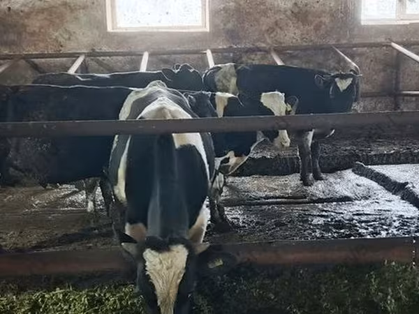 Býk, Russian Black pied cattle