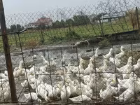 Német Pekin — 1. fotó