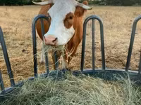 गाय, Simmental cattle — फ़ोटो 2