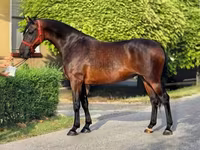 母马, Horses — 照片 2