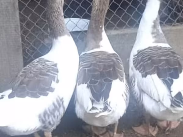 Geese
