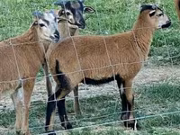 Sheep (batch, sex not specified), Cameroon sheep — photo 5