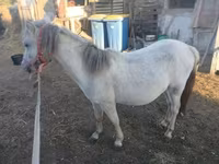 Mare, Horses — photo 3