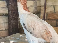 Shamo chickens — foto 7