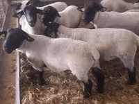 公羊, White Suffolk sheep — 照片 4