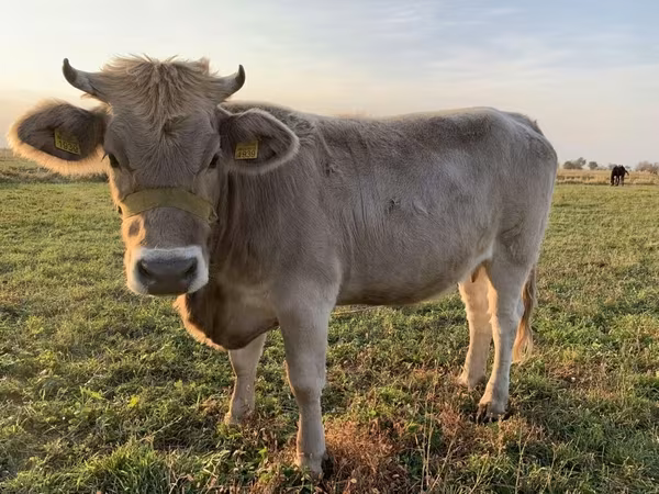 Vaca, Swiss cattle