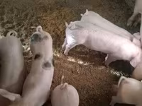 Sow, Pigs — photo 3