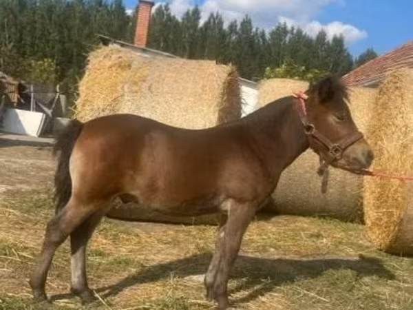 Kůň, Koně — Maďarsko