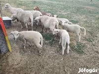 Kos, Juhok — 4. fotó