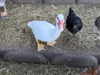 Ducks — photo 3