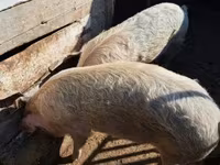 Säue, Schweine — Foto 1