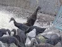 Geese — الصورة 2