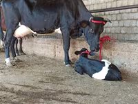 母牛, Cattle — 照片 4