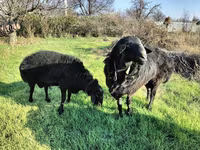 Carnero, Tian-Shan semifinewool sheep — foto 4
