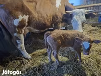 Kuh, Simmental cattle — Foto 2